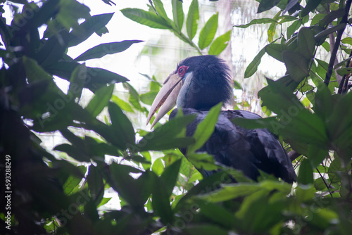 The oriental pied hornbill, Anthracoceros albirostris is an Indo Malayan pied hornbill, a large canopy dwelling bird belonging to the family Bucerotidae photo