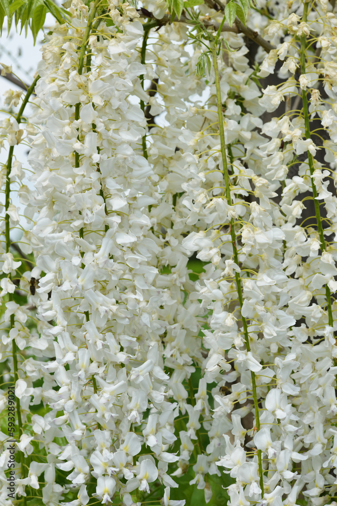 Japanischer Blauregen, Wisteria floribunda, Shironoda mit weißen