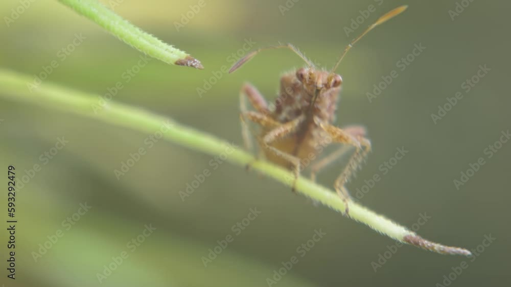 Funny looking Insect Rhopalidae motionless swings at tip of plant leaf. True Bug insect looking at camera, garden pest macro shot Funny looking Insect Rhopalidae motionless swings at tip of plant leaf. True Bug insect looking at camera, garden pest macro shot