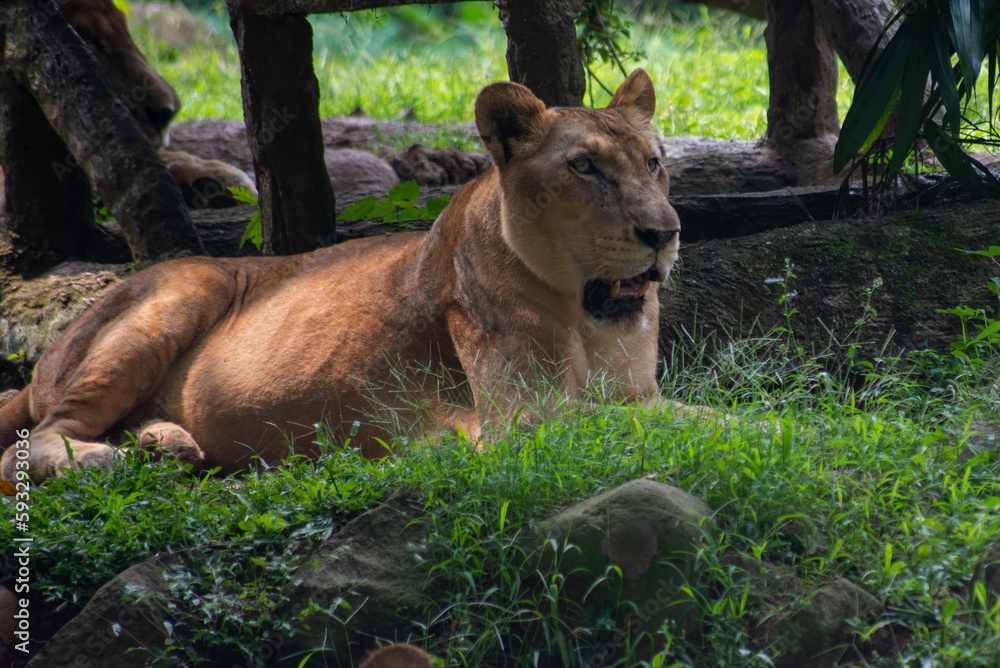 Female of The lion, Panthera leo is a large cat of the genus Panthera Female of The lion, Panthera leo is a large cat of the genus Panthera