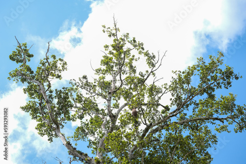 Low shot angle tree and leaves with bird nest on tree and cloudy sky background. Selective close. Open space area. 