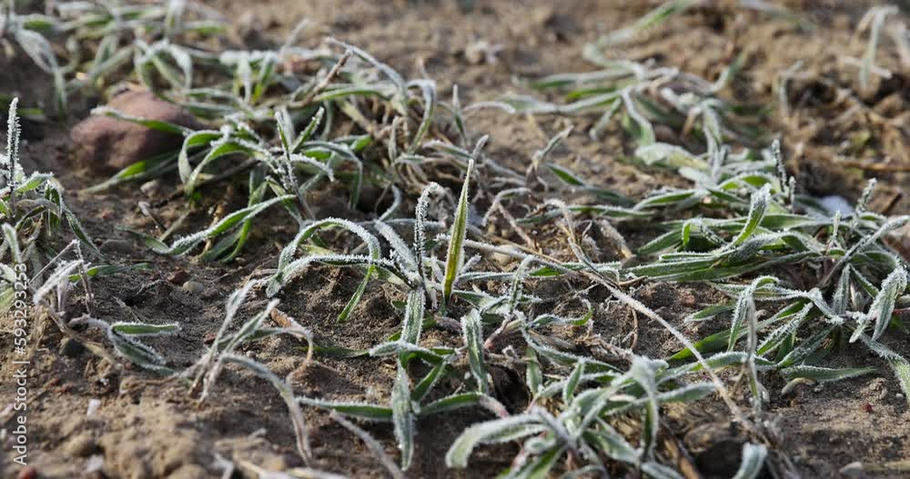 green wheat covered with snow and frost in winter, winter wheat during winter frosts , winter without snow green wheat covered with snow and frost in winter, winter wheat during winter frosts , winter without snow