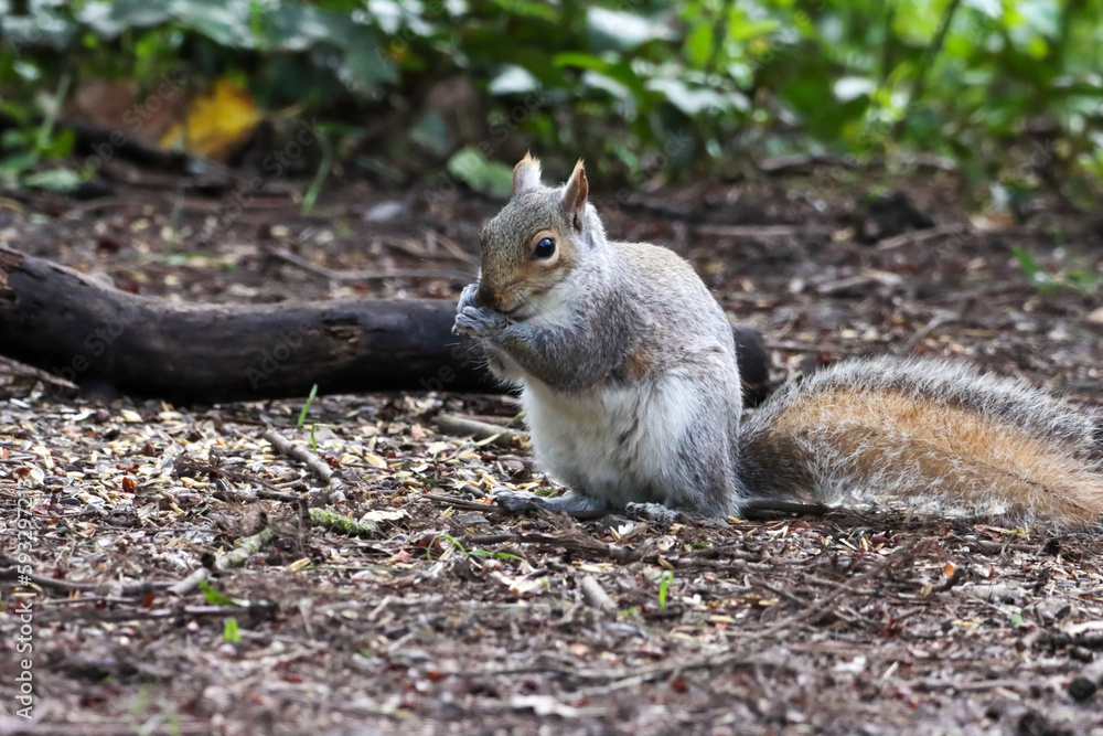 Fototapeta premium A stunning animal portrait of a Grey Squirrel looking for food