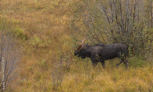 Bull Moose During the Rut in Wyoming in Atuumn