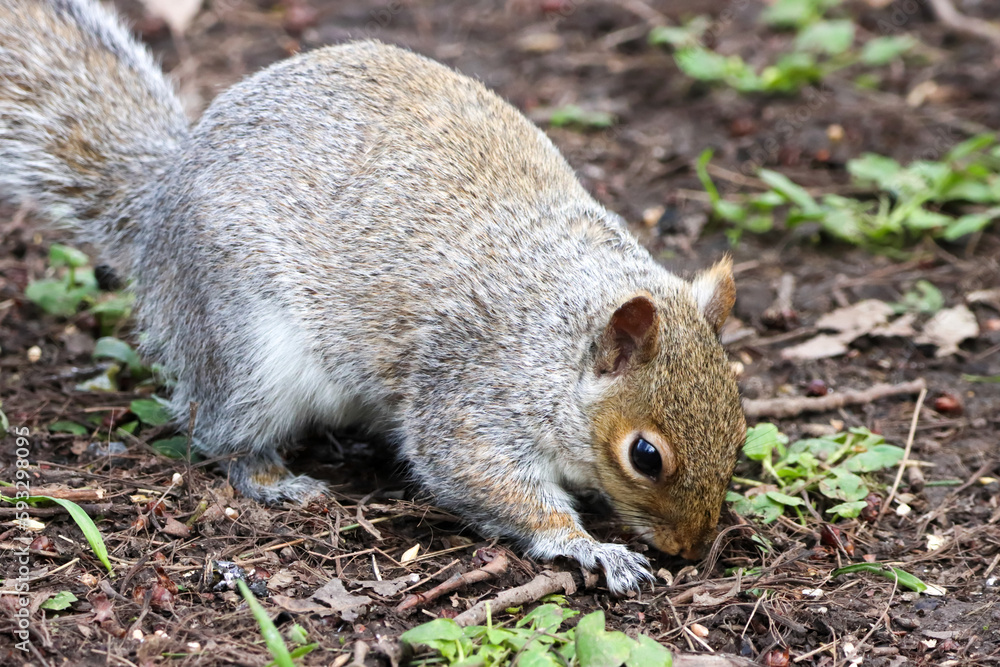 A stunning autumnal animal portrait of a Squirrel eating in the woods. A stunning autumnal animal portrait of a Squirrel eating in the woods.