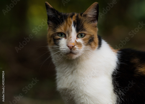 Portrait of a curious cat in nature.