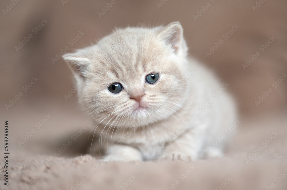 Edle Britisch Kurzhaar Katzen - imposant und selten  Odd eyed