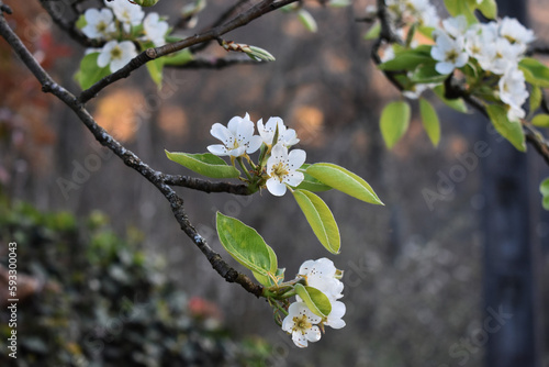 Rama de arbol con flor del peral 