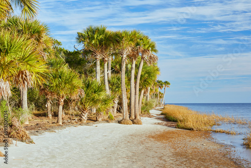 Palm trees along the narrow beach at St. Marks National Wildlife Refuge near Tallahassee, Florida photo