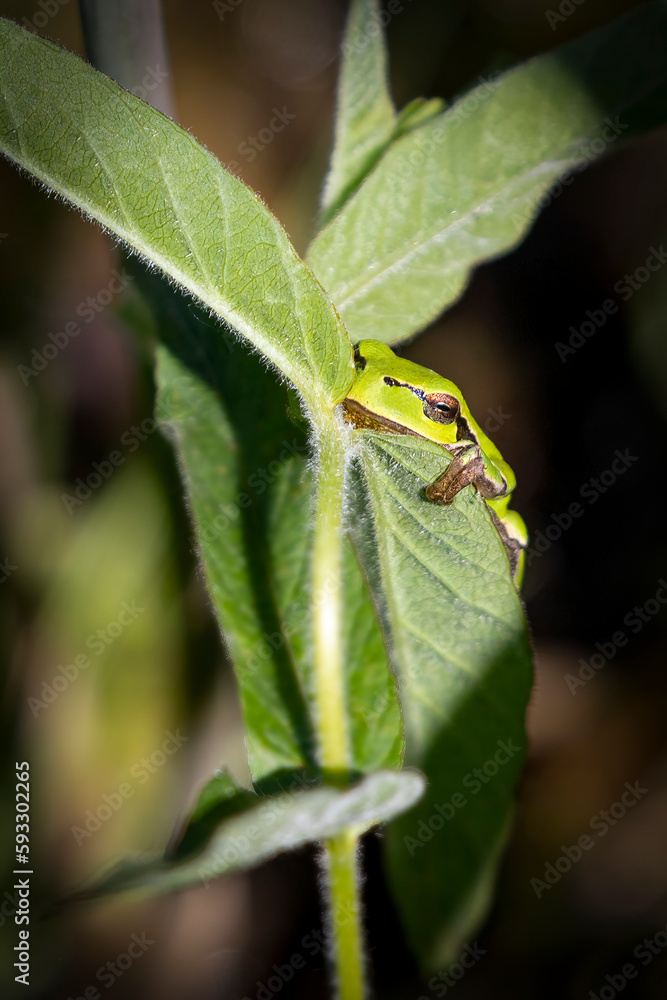 an European green tree frog comes squeaking from behind a leaf an European green tree frog comes squeaking from behind a leaf