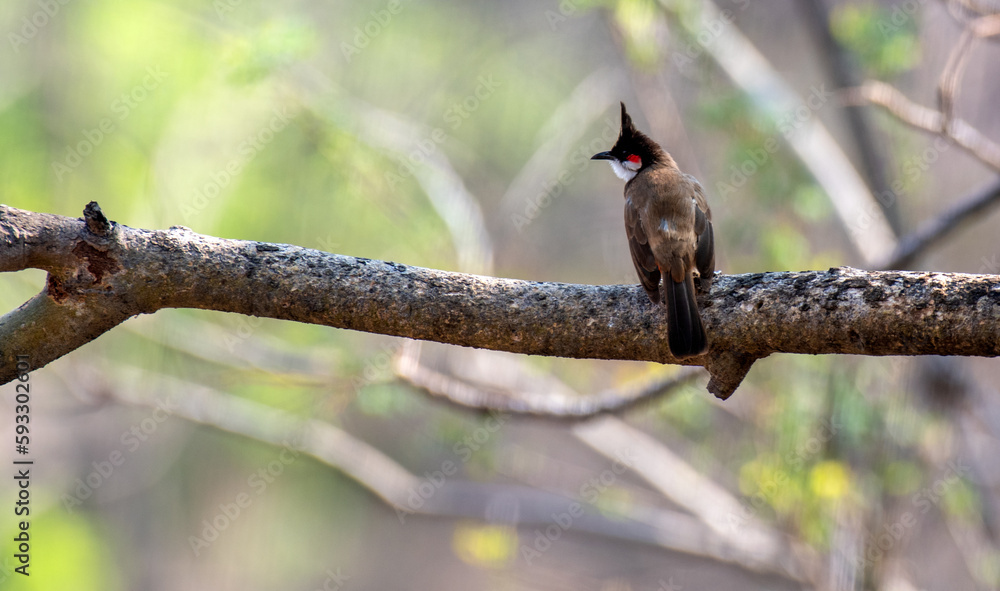 Red Whiskered Bulbul