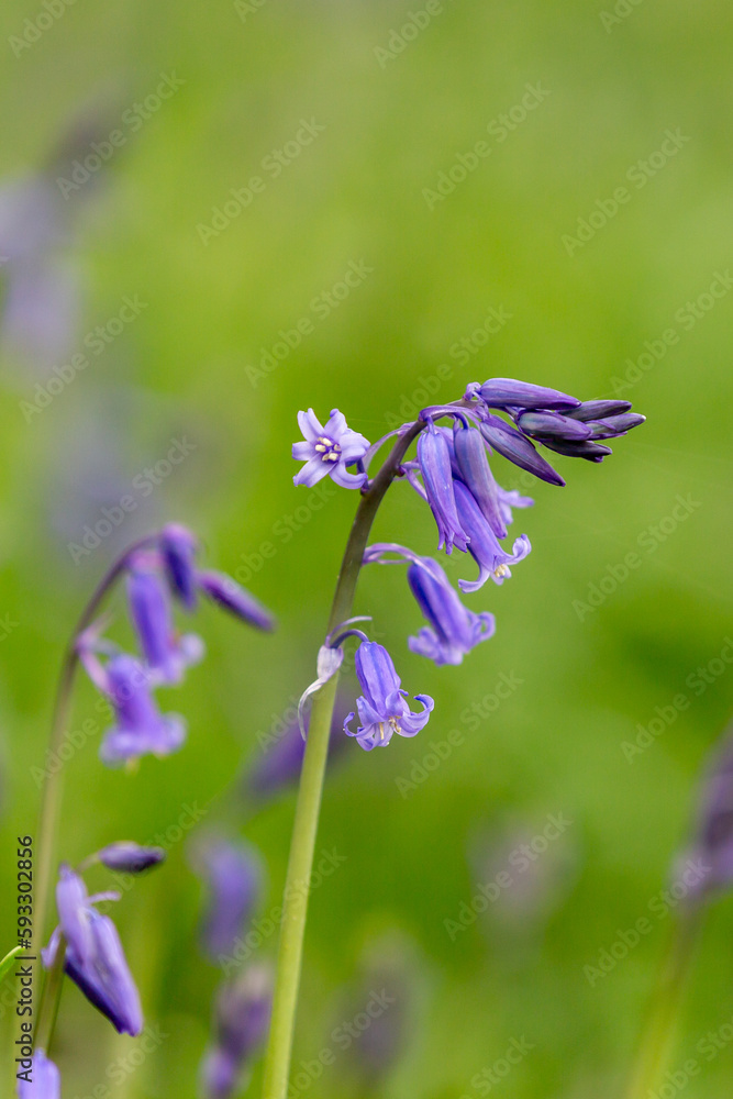 A bluebell in springtime, with a shallow depth of field
