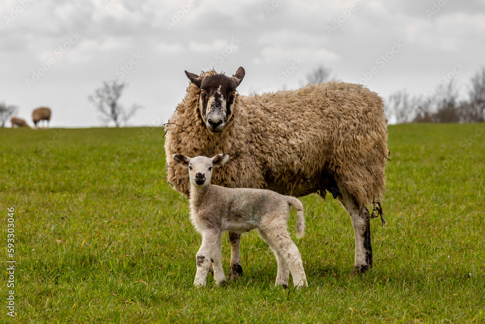 Fototapeta premium A close up of a ewe and lamb in a field, on a spring day