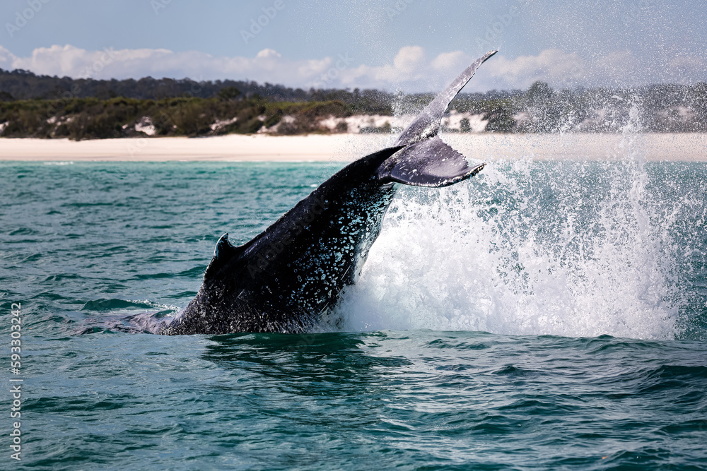 Fototapeta premium Wild big Humpback whale jumping, breaching, in the ocean in front of the australian coast, Australia