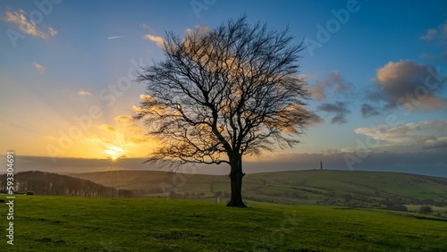 Leafless tree in the field at sunset with clouds