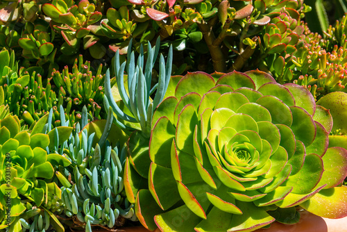 Aeonium canariense or Verode Bejeque tropical succulent plant as a background. It is endemic to the island of Tenerife. photo