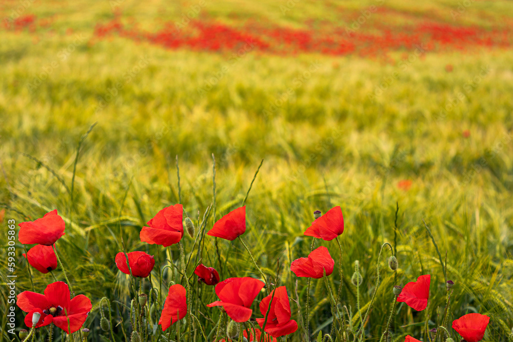 Fototapeta premium Campo de amapolas rojas