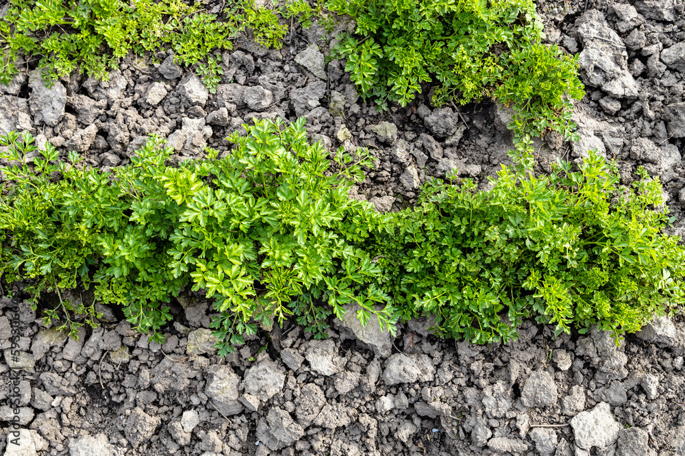 top view of green fresh parsley bed in rustic vegetable garden in spring top view of green fresh parsley bed in rustic vegetable garden in spring