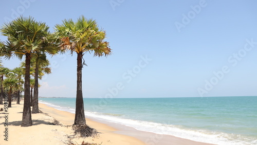 beach with palm trees © The Colourful Lens