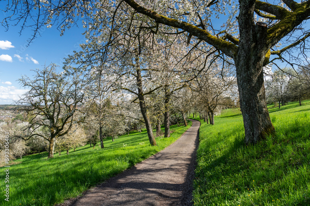 Blühende Kirschbaumallee im April