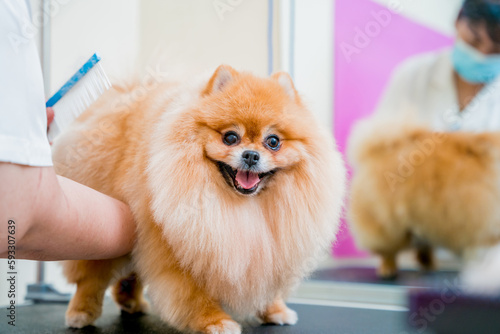 Groomer with protective face masks cutting Pomeranian dog at grooming salon.