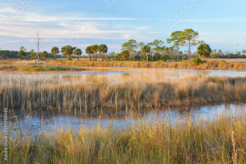 Scenic view from a hiking trail in St Marks National Wildlife Refuge near Tallahassee, Florida