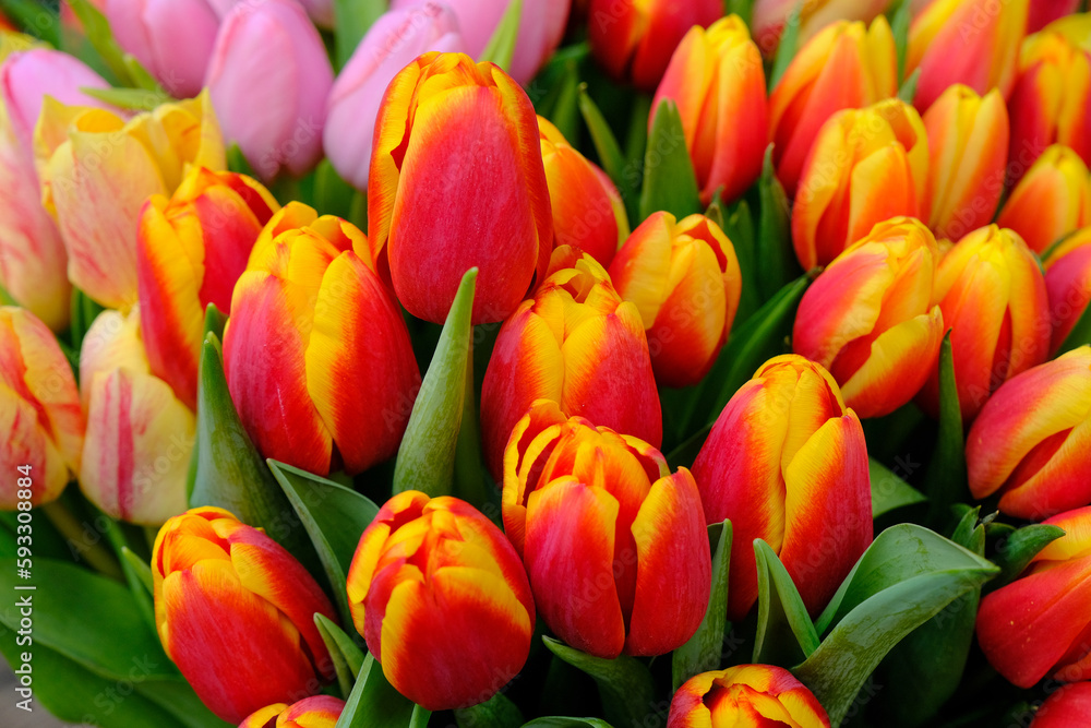 Set of bouquets of tulips of different colors in a street stall selling flowers, Estonia. Set of bouquets of tulips of different colors in a street stall selling flowers, Estonia.