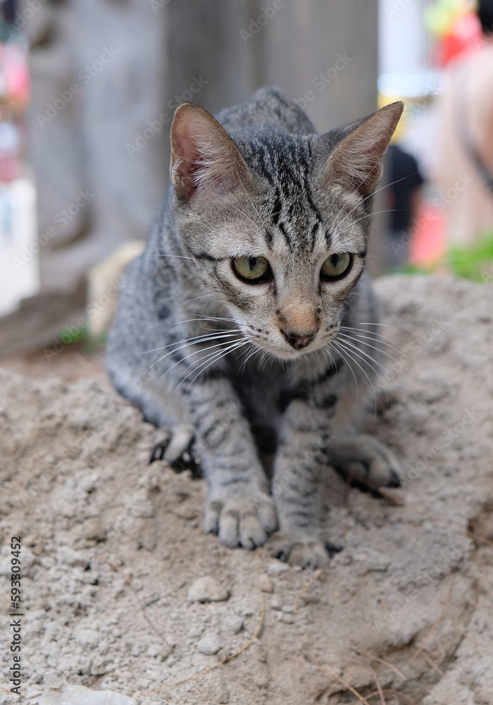 street cat portrait street cat portrait