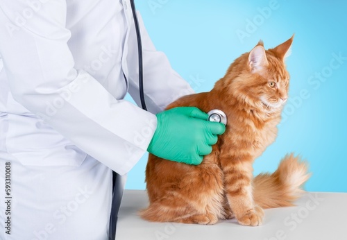 veterinary doctor with medical stethoscope for kitten.