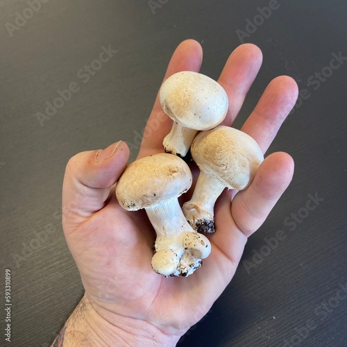 Hand holding group of whole fresh button mushrooms. White, light and neutral background. hand and arm in the foreground. Champignons.