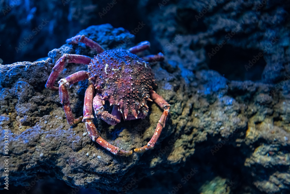 Sea spider crab resting on top of a rock at the bottom of the sea.