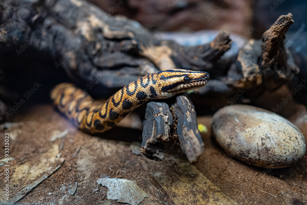 Obraz premium Sea snake emerging from a hole under a tree trunk.