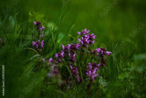 Kwiatki na tle trawy 