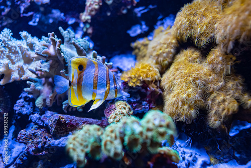 Colorful tropical fish swimming in the aquarium among the plants of the seabed.