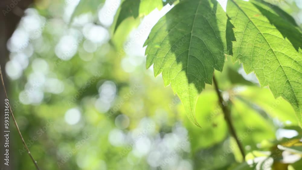 Sun shining in the sky with green leaves of a tree Sun shining in the sky with green leaves of a tree