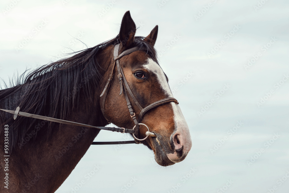 portrait of a horse portrait of a horse