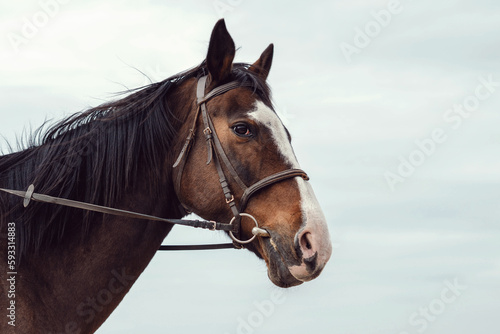 portrait of a horse © Lidija