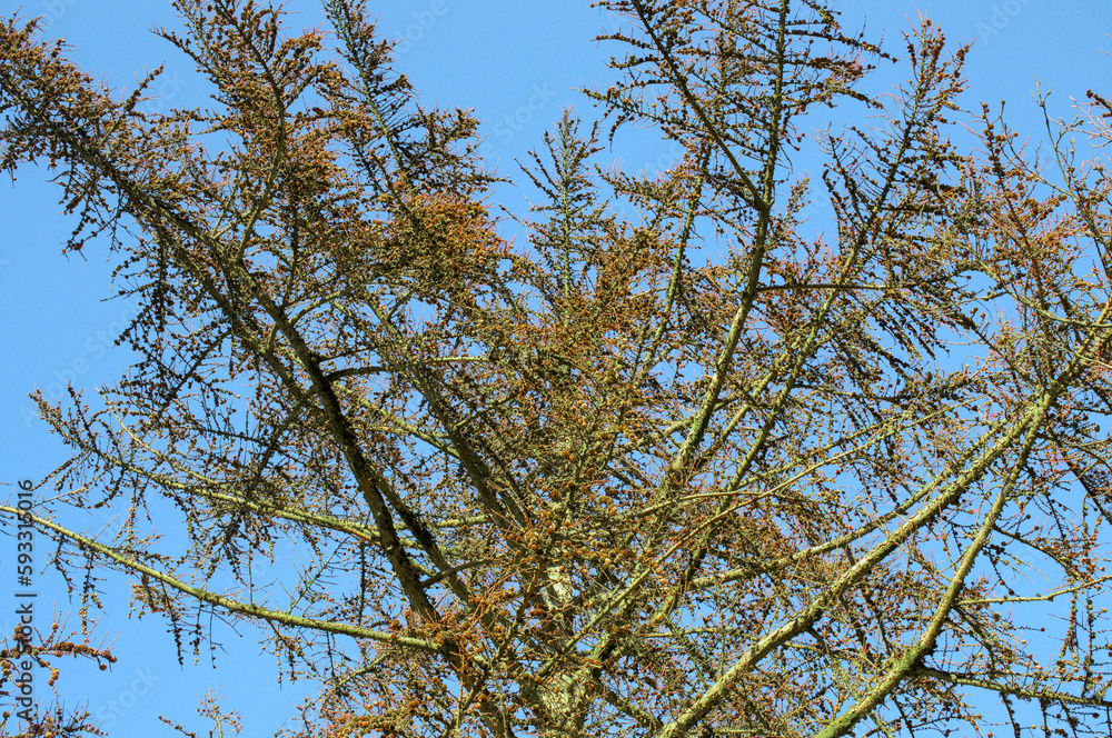 branches against blue sky branches against blue sky
