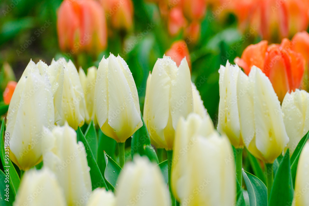 Fototapeta premium colorful blooming tulips flowers in early spring