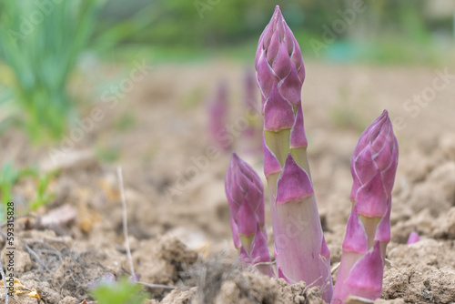 Espárragos creciendo en la tierra