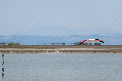 flamingo in flight