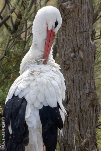 close up of a white stork scraching itsel with red beak