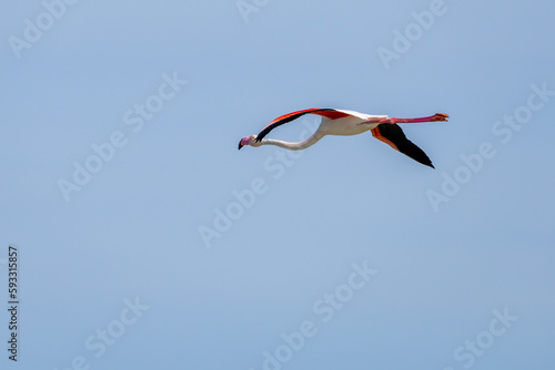 solo flamingo in flight