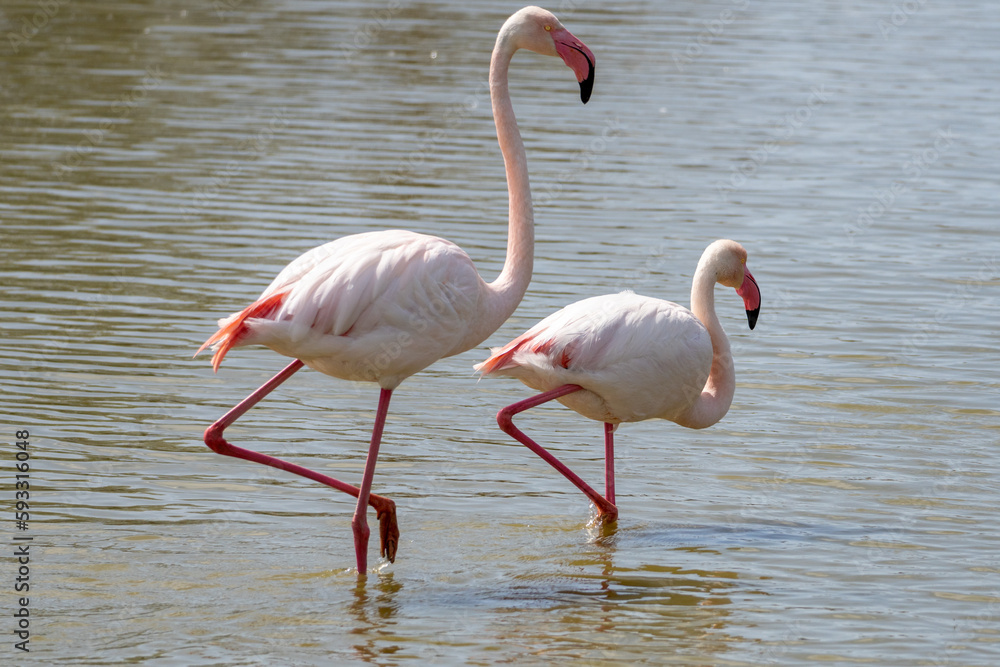 a pair of flamingos standing in the water