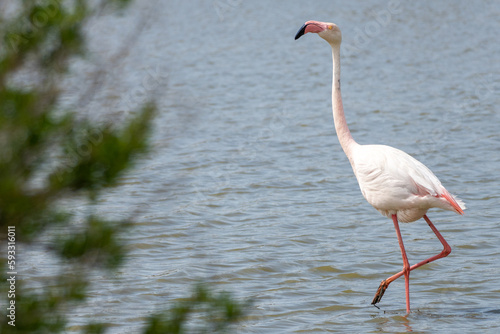 flamingo in the water