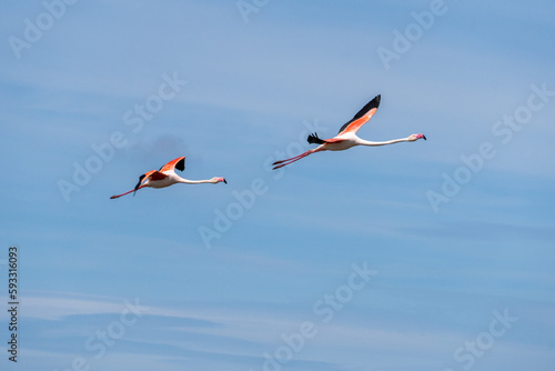 pair of flamingos in flight