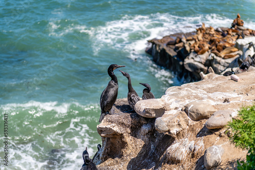 The coast and coves of La Jolla © Chris