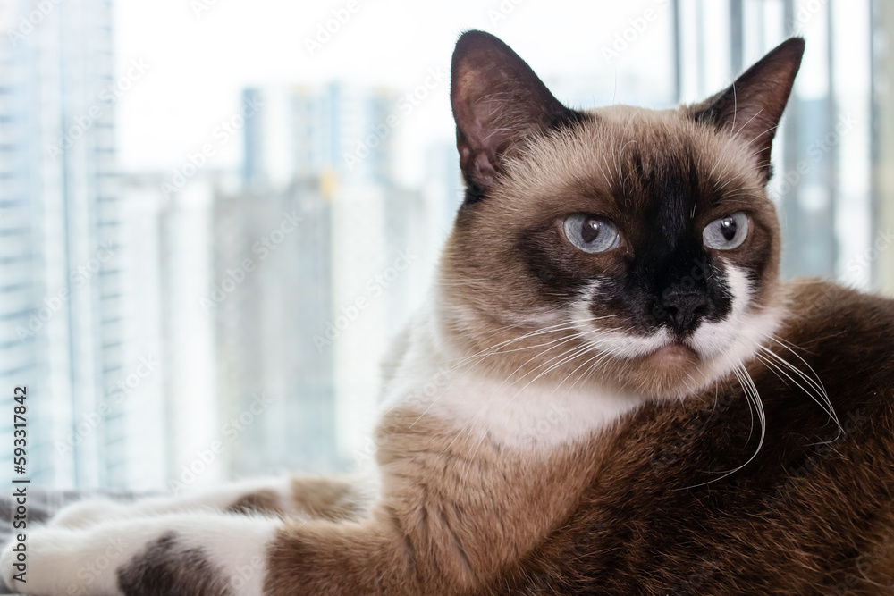 Siamese cat at the window on the background of the city