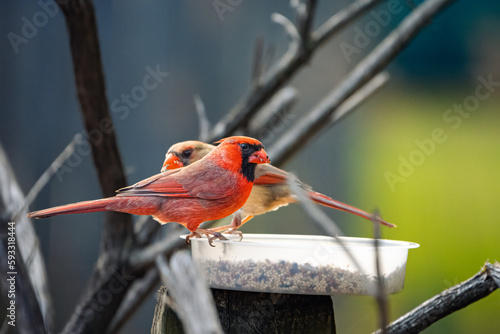 cardinal on a branch