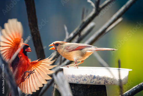 robin on a fence